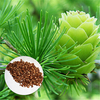 Egrow 50 PCS / Pack Graines De Pin Bonsa Mélèze Plantes Darbres De Pin Pour La Maison Jardin En Pot Vivace Larix P