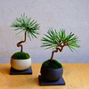 Egrow 50 Pcs / Pack Graines De Pin Mini Arbre De Pin Noir Bonsa Cour Jardin Bonsa Plantes Arbre Pin DIY Maison Jardin