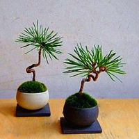 Egrow 50 Pcs / Pack Graines De Pin Mini Arbre De Pin Noir Bonsa Cour Jardin Bonsa Plantes Arbre Pin DIY Maison Jardin