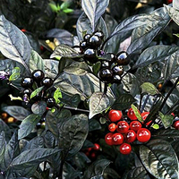 Egrow 50 Pcs / Pack Graines de poivre Bonsa de légumes au piment noir pour plante de jardin