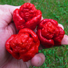 Egrow 50 PCS / Pack Graines De Poivre Les Plantes De Poivre Les Plus Chaudes Du Monde