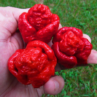 Egrow 50 PCS / Pack Graines De Poivre Les Plantes De Poivre Les Plus Chaudes Du Monde