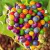 Egrow 50 Pcs / Pack Graines de Raisin Rainbow Colorful Jardin Fruits Plantes Doux Kyoho Graines De Raisin