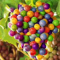 Egrow 50 Pcs / Pack Graines de Raisin Rainbow Colorful Jardin Fruits Plantes Doux Kyoho Graines De Raisin