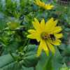 Egrow 50 Pcs / Pack Graines De Silphium Silphium Perfoliatum Herbe Plante Maison Jardin Décoration
