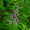 Egrow 50 Pcs / Pack Graines de Verveine Citronnée Bio Lippia Citriodora Herb Bonsai Plants