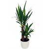 Egrow 50 Pcs / Pack Graines De Yucca Bricolage En Pot Plantes Maison Et Jardin Pot Bonsa Blanc Orchidée Sementes Evergr