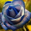 Egrow 50 Pcs / Pack Holland Rainbow Rose Graines Jardinage Bonsa Graines De Fleurs