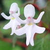 Egrow 50 Pcs / Pack Impatiens Bequaertii Graines Beautify Danse Fille Orchidée Graines De Fleurs