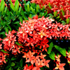 Egrow 50 Pcs / Pack Ixora Coccinea Graines Mélangées Rouge Jaune Orange Rose Nain Chinois Ixora Fleurs Graines pour Jard