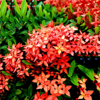 Egrow 50 Pcs / Pack Ixora Coccinea Graines Mélangées Rouge Jaune Orange Rose Nain Chinois Ixora Fleurs Graines pour Jard