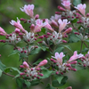 Egrow 50 Pcs / Pack Kolkwitzia Seeds Kolkwitzia Tree Plant Kolkwitzia Amabilis Geaebn