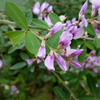 Egrow 50 Pcs / Pack Lespedeza Graines Lespedeza Semente Plant Lespedeza Bicolor Tree