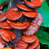 Egrow 50 Pcs / Pack Lucidum Graines comestibles Santé Légumes Reishi Champignons Graines Jardin Plantes À La Ferme