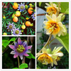 Egrow 50 Pcs / Pack Passiflora Incarnata Graines Accueil Jardin Plantes Passion Fruit Fleur Bonsa Graines