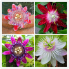 Egrow 50 Pcs / Pack Passion Fleur Graines Jardin Rare Passiflora Incarnata Fruits Plantes Graines