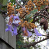 Egrow 50 Pcs / Pack Paulownia Arbre Graines Paulownia Arbre Paulownia Fortunei Pour La Maison Jardin Décoration