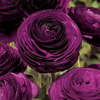 Egrow 50 Pcs / Pack Persian Buttercup Graines Accueil Jardin Bricolage Plantes Ranunculus Asiaticus Graines