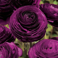 Egrow 50 Pcs / Pack Persian Buttercup Graines Accueil Jardin Bricolage Plantes Ranunculus Asiaticus Graines