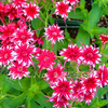 Egrow 50 Pcs / Pack Phlox Graines De Fleurs Jardin Cour Bonsa En Pot DIY Plantes Graines De Fleurs