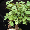 Egrow 50 Pcs / Pack Polygonum Multiflorum Graines Real Polygonum Multiflorum Semente Plant Herb
