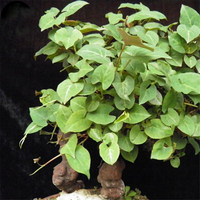 Egrow 50 Pcs / Pack Polygonum Multiflorum Graines Real Polygonum Multiflorum Semente Plant Herb