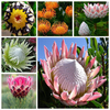 Egrow 50 Pcs / Pack Protea Graines Rare Protea Cynaroides Bonsai Plantation Facile Rare Bonsai Flower Bonsai Rare Flower