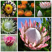 Egrow 50 Pcs / Pack Protea Graines Rare Protea Cynaroides Bonsai Plantation Facile Rare Bonsai Flower Bonsai Rare Flower