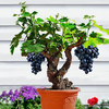 Egrow 50 Pcs / Pack Raisin Graines De Vigne Organique En Plein Air Doux Fruits Graines Succulentes Plantes À Lintér