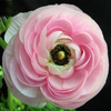 Egrow 50 Pcs / Pack Ranunculus Asiaticus Graines Jardin Persan Renoncule Graines DIY Bonsa 