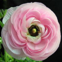 Egrow 50 Pcs / Pack Ranunculus Asiaticus Graines Jardin Persan Renoncule Graines DIY Bonsa 