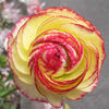 Egrow 50 Pcs / Pack Ranunculus Graines Maison Jardin BRICOLAGE Décoration Bonsa Plantes Graines De Fleurs