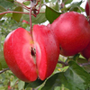 Egrow 50 Pcs / Pack Red-Fleshed Apple Graines Redlove Apple Fruit Tree Tree Plantation de jardin