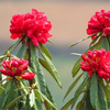 Egrow 50 Pcs / Pack Rhododendron Delavayi Graines Rhododendron Delavayi Plante Rhododendron Delavayi Arbre