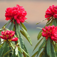 Egrow 50 Pcs / Pack Rhododendron Delavayi Graines Rhododendron Delavayi Plante Rhododendron Delavayi Arbre