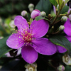 Egrow 50 Pcs / Pack Rhodomyrtus Tomentosa Graines Rhodomyrtus Tomentosa Arbre Semente Plante Rhodomyrtus Tomentosa