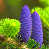 Egrow 50 Pcs / Pack Sapin Abies Graines Nordmann Sapin Sapin De Noël Conifère Arbre Fleur Maison Jardin Bonsa Plantes P