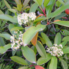 Egrow 50 Pcs / Pack Serrulata Graines Photinia Serrulata Arbre Plante Rouge Robin Maison Jardin Décoration