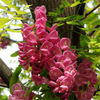 Egrow 50 Pcs / Pack Sophora Tonkinensi Arbre Graines Sophora Tonkinensi Arbre Plante Graines De Fleurs