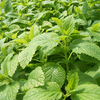 Egrow 50 Pcs / Pack Stevia Rebaudiana Graines Sweetleaf Diabetic for Home Garden Plant