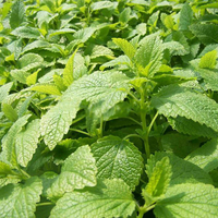 Egrow 50 Pcs / Pack Stevia Rebaudiana Graines Sweetleaf Diabetic for Home Garden Plant