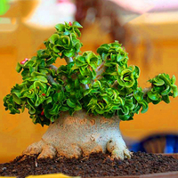 Egrow 50 Pcs / Paquet Banyan Graines Chinois Rare Ficus Microcarpa Arbre Bonsa Ginseng Banyan Jardin Arbre En Plein Jar