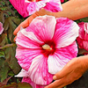 Egrow 50 Pcs / Paquet Géant Hibiscus Graines Fleur Flores Belle Fleur Bonsa Plante DIY Maison Jardin