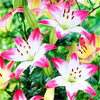 Egrow 50 Pcs / Paquet Graines De Lis Bulbes De Lis Bulbes De Fleurs Vivaces Lelies Plantes Exotiques Dintérieur Bul