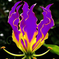 Egrow 50 Pcs / Paquet Lys Graines Guirlande Flamme Lilium Brownii Fleur Bonsa Balcon Bonsa Cour Plante Fleurs Fleurs D