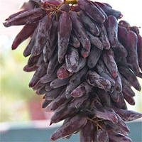 Egrow 50 Pcs / Paquet Mixte De Grains De Raisins De Jardin Plantation De Fruits En Pot De Grains Plantez Des Graines
