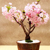 Egrow 50 Pcs / Paquet Sakura Graines Rare Sakura Fleur De Cerisier Pour Jardin Fleur Bonsa Arbre Plantes De Fleurs D&3