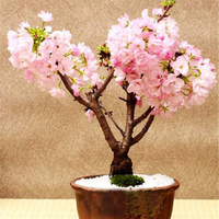 Egrow 50 Pcs / Paquet Sakura Graines Rare Sakura Fleur De Cerisier Pour Jardin Fleur Bonsa Arbre Plantes De Fleurs D&3