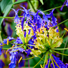 Egrow 50 pcs / Sac Bleu Flamme Lily Graines À Croissance Rapide Bonsa Graines Exotiques Plantes à Fleurs Graines