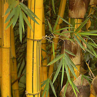 Egrow 50 pcs / Sac Dor Bambou Graines Nouveau Sementes Rare Or Bambou Arbre Graines pour La Maison Jardin BRICOLAGE